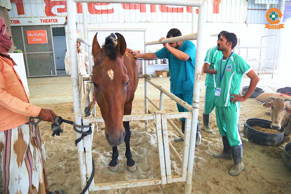 Horse treatment