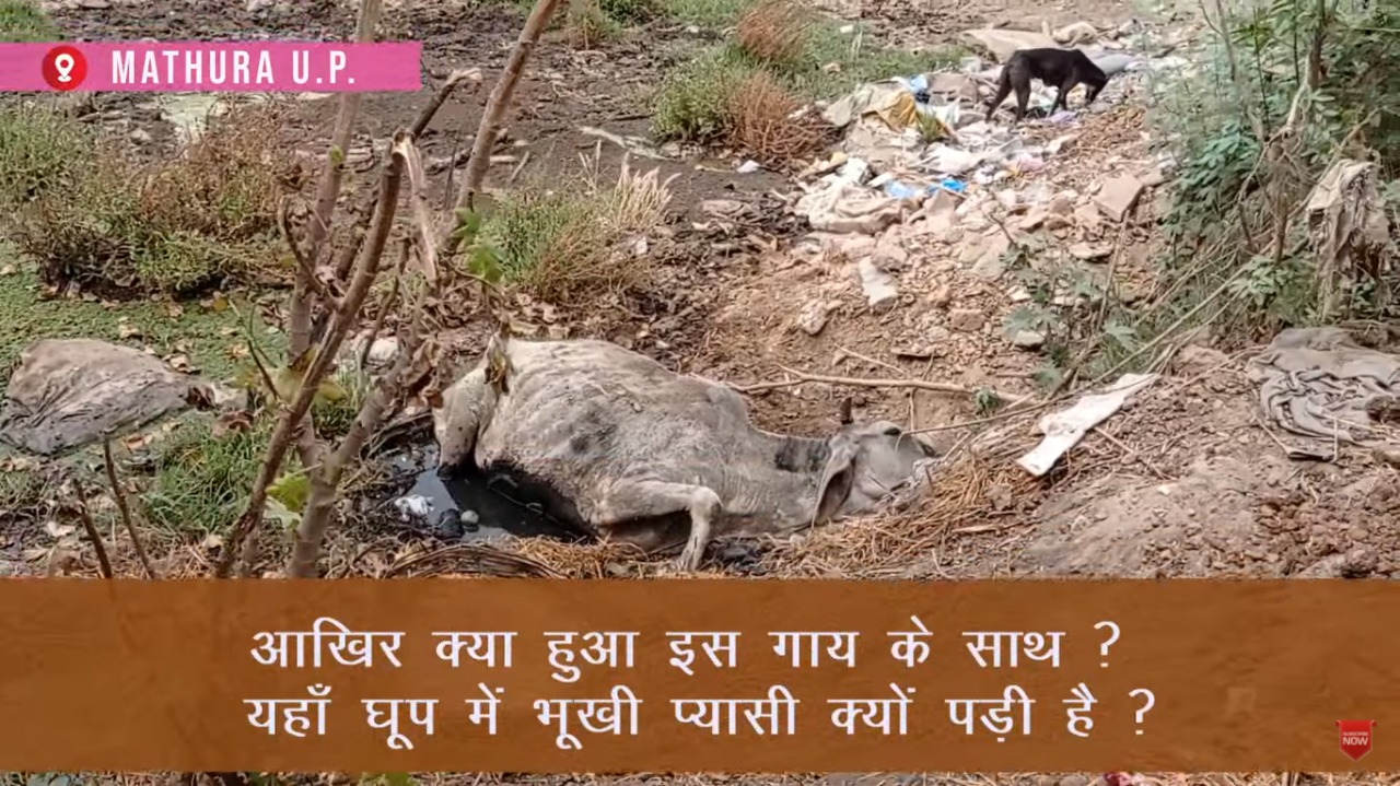 THE STORY OF THE HUNGRY THIRSTY UNCLAIMED COW MOTHER TILL THE LAST RITES.