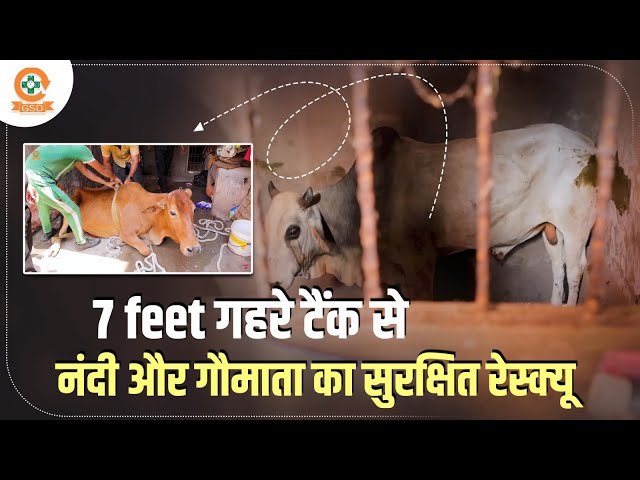 7 feet गहरे टैंक से नंदी और गौमाता का सुरक्षित रेस्क्यू